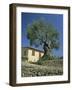 Old Olive Tree in the Garden of a Village House in Deya, Majorca, Balearic Islands, Spain, Europe-Tomlinson Ruth-Framed Photographic Print