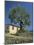 Old Olive Tree in the Garden of a Village House in Deya, Majorca, Balearic Islands, Spain, Europe-Tomlinson Ruth-Mounted Photographic Print