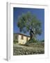 Old Olive Tree in the Garden of a Village House in Deya, Majorca, Balearic Islands, Spain, Europe-Tomlinson Ruth-Framed Photographic Print