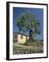 Old Olive Tree in the Garden of a Village House in Deya, Majorca, Balearic Islands, Spain, Europe-Tomlinson Ruth-Framed Photographic Print