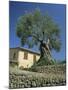 Old Olive Tree in the Garden of a Village House in Deya, Majorca, Balearic Islands, Spain, Europe-Tomlinson Ruth-Mounted Photographic Print