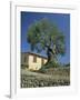 Old Olive Tree in the Garden of a Village House in Deya, Majorca, Balearic Islands, Spain, Europe-Tomlinson Ruth-Framed Photographic Print