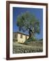 Old Olive Tree in the Garden of a Village House in Deya, Majorca, Balearic Islands, Spain, Europe-Tomlinson Ruth-Framed Photographic Print