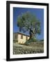 Old Olive Tree in the Garden of a Village House in Deya, Majorca, Balearic Islands, Spain, Europe-Tomlinson Ruth-Framed Photographic Print