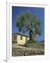 Old Olive Tree in the Garden of a Village House in Deya, Majorca, Balearic Islands, Spain, Europe-Tomlinson Ruth-Framed Photographic Print