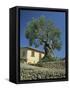 Old Olive Tree in the Garden of a Village House in Deya, Majorca, Balearic Islands, Spain, Europe-Tomlinson Ruth-Framed Stretched Canvas