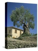 Old Olive Tree in the Garden of a Village House in Deya, Majorca, Balearic Islands, Spain, Europe-Tomlinson Ruth-Stretched Canvas