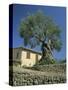 Old Olive Tree in the Garden of a Village House in Deya, Majorca, Balearic Islands, Spain, Europe-Tomlinson Ruth-Stretched Canvas