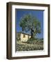 Old Olive Tree in the Garden of a Village House in Deya, Majorca, Balearic Islands, Spain, Europe-Tomlinson Ruth-Framed Photographic Print