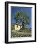 Old Olive Tree in the Garden of a Village House in Deya, Majorca, Balearic Islands, Spain, Europe-Tomlinson Ruth-Framed Photographic Print