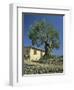 Old Olive Tree in the Garden of a Village House in Deya, Majorca, Balearic Islands, Spain, Europe-Tomlinson Ruth-Framed Photographic Print