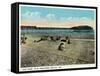 Old Orchard Beach, Maine - View of the Pier-Lantern Press-Framed Stretched Canvas