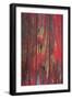 Old Paint I-Kathy Mahan-Framed Photographic Print