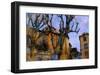 Old Poplars, France-Nicolas Hugo-Framed Giclee Print