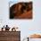 Old Rag Mountain, Shenandoah National Park, Virginia, USA-Charles Gurche-Photographic Print displayed on a wall