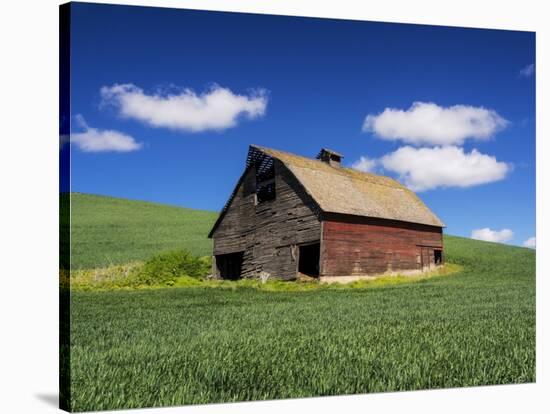 Old Red Barn in a Field of Spring Wheat-Terry Eggers-Stretched Canvas