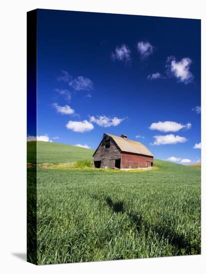 Old Red Barn in a Field of Spring Wheat-Terry Eggers-Stretched Canvas