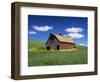 Old Red Barn in a Field of Spring Wheat-Terry Eggers-Framed Photographic Print