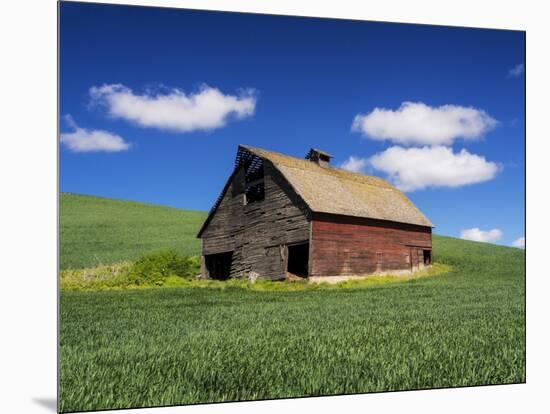 Old Red Barn in a Field of Spring Wheat-Terry Eggers-Mounted Photographic Print