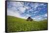 Old Red Barn in Field of Chick Peas with Great Clouds-null-Framed Stretched Canvas