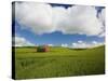 Old Red Barn in Spring Wheat Fields-Terry Eggers-Stretched Canvas