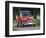 Old Red Citroen, Bodega Bouza Winery, Canelones, Montevideo, Uruguay-Per Karlsson-Framed Photographic Print