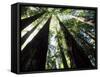 Old Redwood Trees, Muir Woods, California, USA-Bill Bachmann-Framed Stretched Canvas