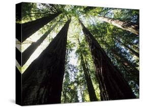 Old Redwood Trees, Muir Woods, California, USA-Bill Bachmann-Stretched Canvas