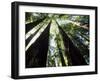 Old Redwood Trees, Muir Woods, California, USA-Bill Bachmann-Framed Photographic Print