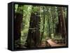 Old Redwood Trees, Muir Woods, San Francisco, California, USA-Bill Bachmann-Framed Stretched Canvas