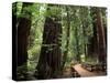 Old Redwood Trees, Muir Woods, San Francisco, California, USA-Bill Bachmann-Stretched Canvas