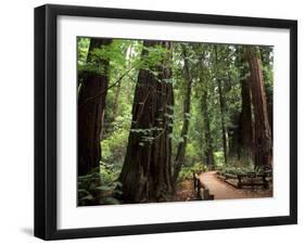 Old Redwood Trees, Muir Woods, San Francisco, California, USA-Bill Bachmann-Framed Photographic Print