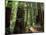 Old Redwood Trees, Muir Woods, San Francisco, California, USA-Bill Bachmann-Mounted Photographic Print