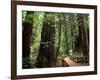 Old Redwood Trees, Muir Woods, San Francisco, California, USA-Bill Bachmann-Framed Photographic Print