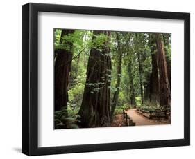 Old Redwood Trees, Muir Woods, San Francisco, California, USA-Bill Bachmann-Framed Photographic Print