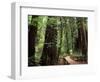 Old Redwood Trees, Muir Woods, San Francisco, California, USA-Bill Bachmann-Framed Photographic Print