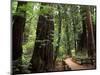 Old Redwood Trees, Muir Woods, San Francisco, California, USA-Bill Bachmann-Mounted Photographic Print