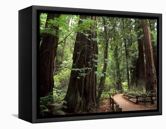 Old Redwood Trees, Muir Woods, San Francisco, California, USA-Bill Bachmann-Framed Stretched Canvas