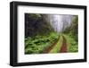 Old roadway through foggy redwood forest, Redwood National Park, California-Adam Jones-Framed Photographic Print