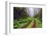 Old roadway through foggy redwood forest, Redwood National Park, California-Adam Jones-Framed Photographic Print