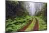 Old roadway through foggy redwood forest, Redwood National Park, California-Adam Jones-Mounted Photographic Print