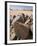 Old Rock Inscriptions in the Tassili N'Ajjer, Sahara, Southern Algeria, North Africa, Africa-Michael Runkel-Framed Photographic Print