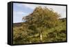 Old Rowan Tree on the Slopes of Dunkery Beacon-null-Framed Stretched Canvas