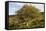 Old Rowan Tree on the Slopes of Dunkery Beacon-null-Framed Stretched Canvas