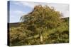 Old Rowan Tree on the Slopes of Dunkery Beacon-null-Stretched Canvas
