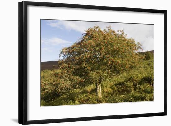 Old Rowan Tree on the Slopes of Dunkery Beacon-null-Framed Photographic Print