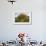 Old Rowan Tree on the Slopes of Dunkery Beacon-null-Framed Photographic Print displayed on a wall