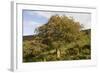 Old Rowan Tree on the Slopes of Dunkery Beacon-null-Framed Photographic Print