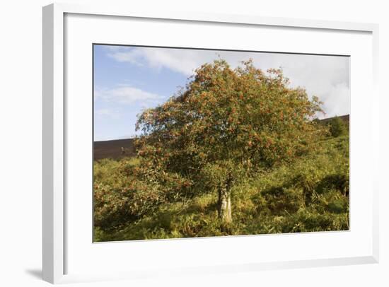 Old Rowan Tree on the Slopes of Dunkery Beacon-null-Framed Photographic Print