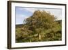 Old Rowan Tree on the Slopes of Dunkery Beacon-null-Framed Photographic Print